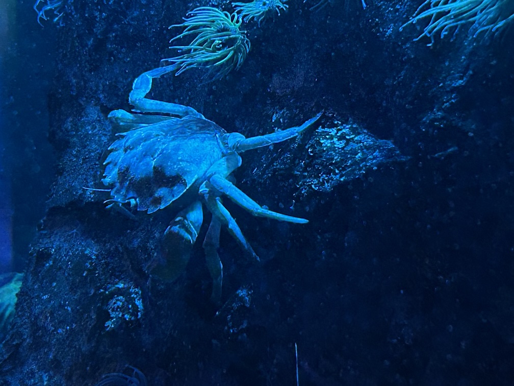 crab